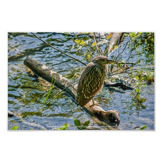 Night Heron jv Fotodruck (Vorne)