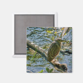 Night Heron jv Magnet (Vorderseite/Rückseite)