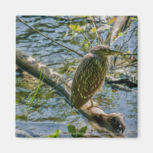 Night Heron jv Magnet