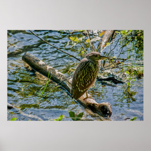 Night Heron jv Poster