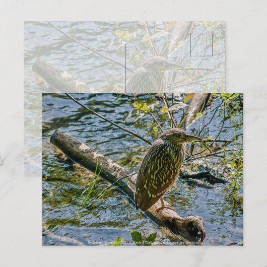 Night Heron jv Postkarte (Vorne/Hinten)