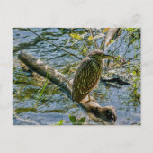 Night Heron jv Postkarte (Vorderseite)