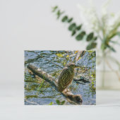 Night Heron jv Postkarte (Stehend Vorderseite)