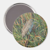 Night Heron Magnet (Vorderseite/Rückseite)