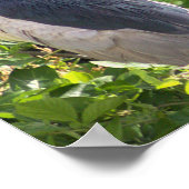 Night Heron Poster (Ecke)