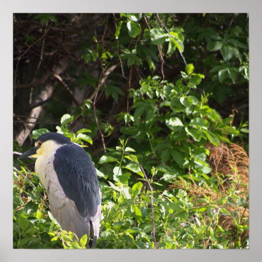 Night Heron Poster (Vorne)