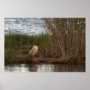 Night Heron Poster