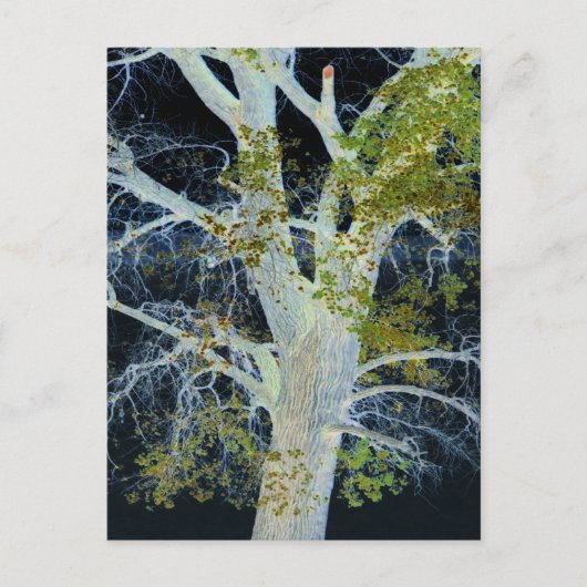 "Night Tree" Digitales Bild von Tree & Sky Postkarte (Vorderseite)