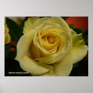 Night White Rose Poster