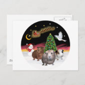 NightFlight - 3 Guinea Schweine Postkarte (Vorne/Hinten)