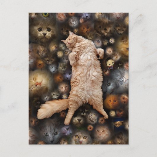 Nighty Kitty Cat, Postkarte (Vorderseite)