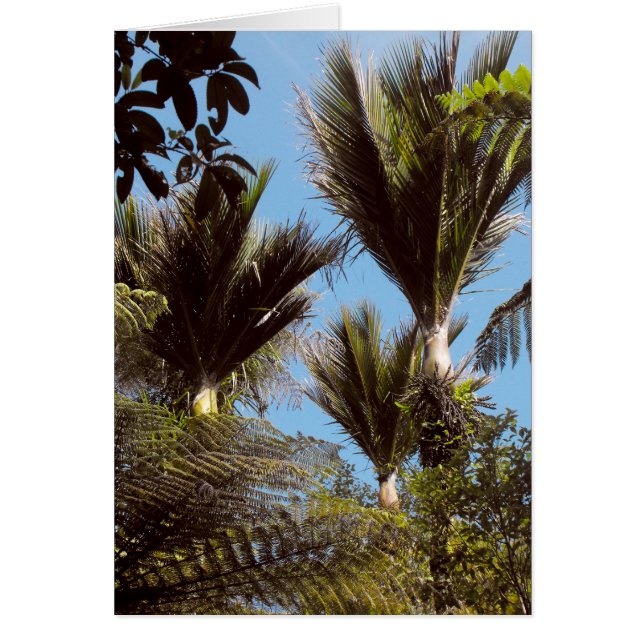 Nikau Palm (Vorne)