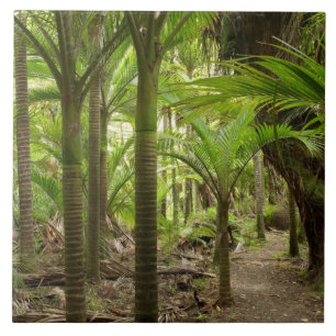 Nikau-Palmen, Heaphy Track, bei Karamea, Fliese