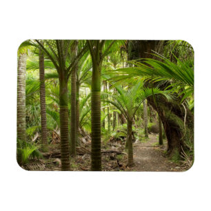 Nikau-Palmen, Heaphy Track, bei Karamea, Magnet