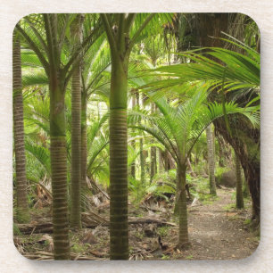 Nikau-Palmen, Heaphy Track, bei Karamea, Untersetzer