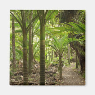 Nikau Palms, Heaphy Track, in der Nähe von Karame Magnet