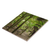 Nikau Palms, Heaphy Track, in der Nähe von Karamea Fliese (Seite)