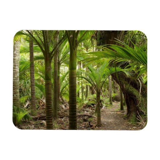 Nikau Palms, Heaphy Track, in der Nähe von Karamea Magnet (Horizontal)