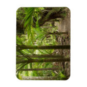 Nikau Palms, Heaphy Track, in der Nähe von Karamea Magnet (Vertikal)