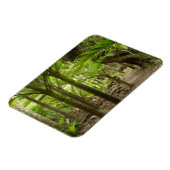 Nikau Palms, Heaphy Track, in der Nähe von Karamea Magnet (Linke Seite)