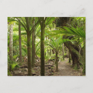Nikau Palms, Heaphy Track, in der Nähe von Karamea Postkarte