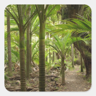 Nikau Palms, Heaphy Track, in der Nähe von Karamea Quadratischer Aufkleber
