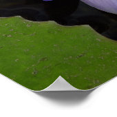 Nil-Lotus Poster (Ecke)