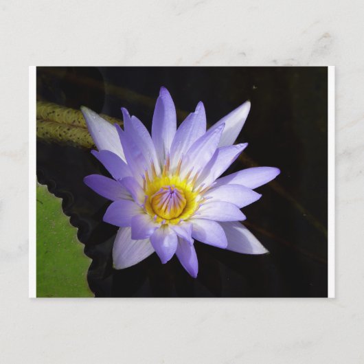 Nil-Lotus Postkarte (Vorderseite)