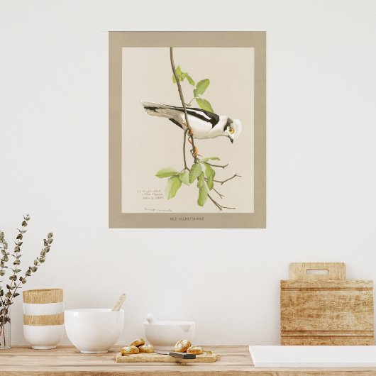Nile Helmet Shrike Poster (Küche)