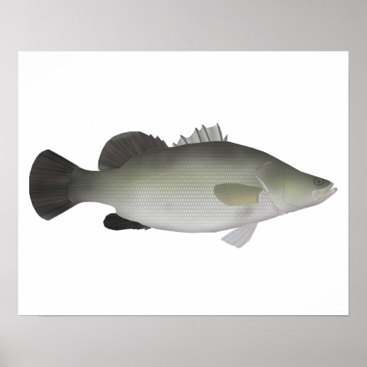 Nile Perch Poster (Vorne)