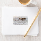 Nilkrokodil Adressaufkleber (Insitu)