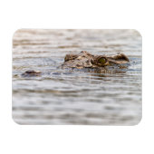 Nilkrokodil Magnet (Horizontal)