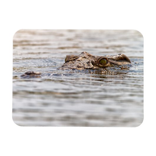 Nilkrokodil Magnet (Horizontal)