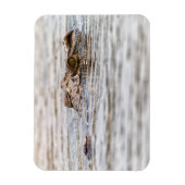 Nilkrokodil Magnet (Vertikal)