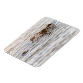 Nilkrokodil Magnet (Linke Seite)