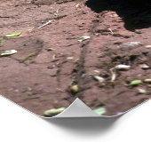 Nilkrokodil Poster (Ecke)