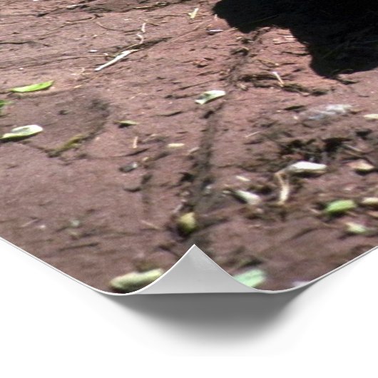 Nilkrokodil Poster (Ecke)