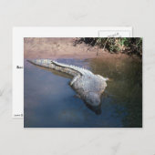 Nilkrokodil Postkarte (Vorne/Hinten)