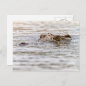 Nilkrokodil Postkarte (Vorne/Hinten)