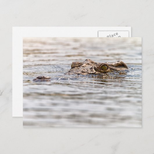 Nilkrokodil Postkarte (Vorne/Hinten)