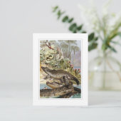 Nilkrokodil Postkarte (Stehend Vorderseite)
