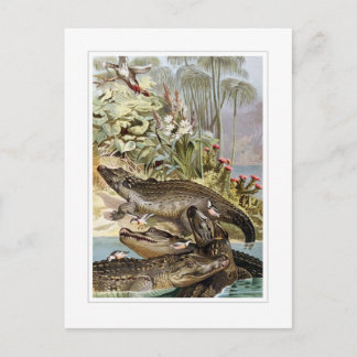 Nilkrokodil Postkarte