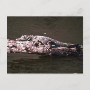 Nilkrokodil Postkarte
