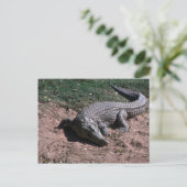 Nilkrokodil Postkarte (Stehend Vorderseite)