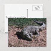 Nilkrokodil Postkarte (Vorne/Hinten)