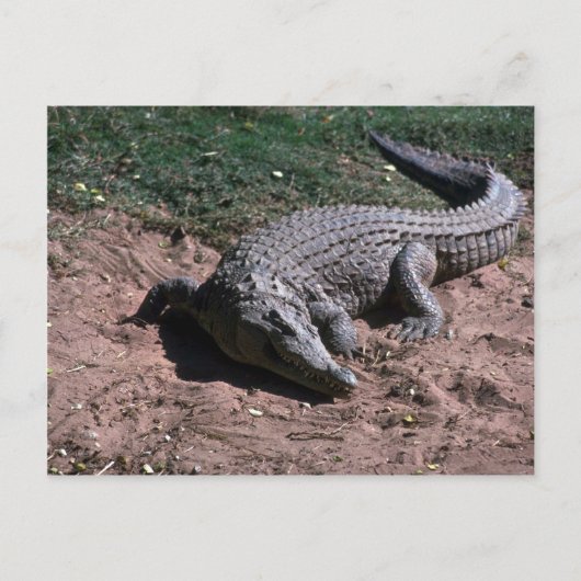 Nilkrokodil Postkarte (Vorderseite)