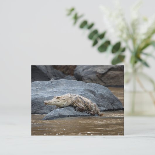 Nilkrokodil Postkarte (Stehend Vorderseite)