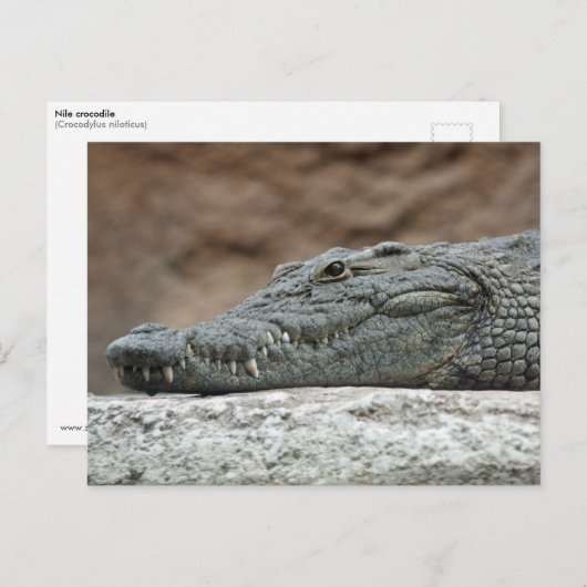 Nilkrokodil Postkarte (Vorne/Hinten)