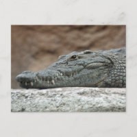 Nilkrokodil