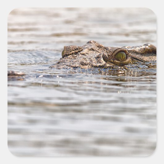 Nilkrokodil Quadratischer Aufkleber (Vorderseite)